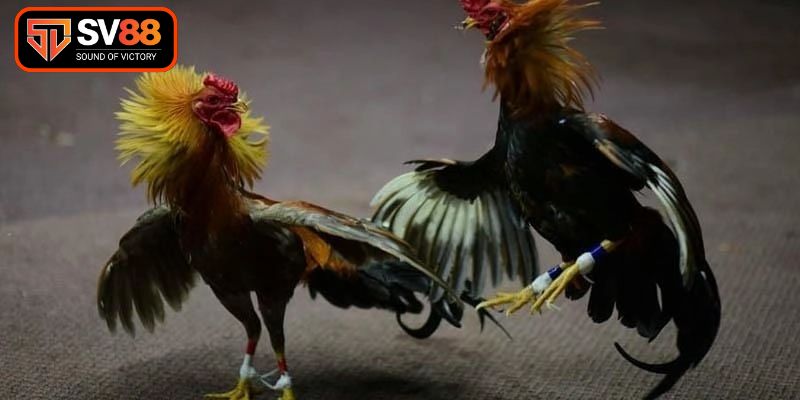 Thường xuyên cập nhật tin tức về các dòng gà danh tiếng để có cái nhìn tổng quan nhất về thị trường thi đấu kê chiến đầy sôi động.Bí kíp soi kèo kê chiến chuẩn xác cho người mới