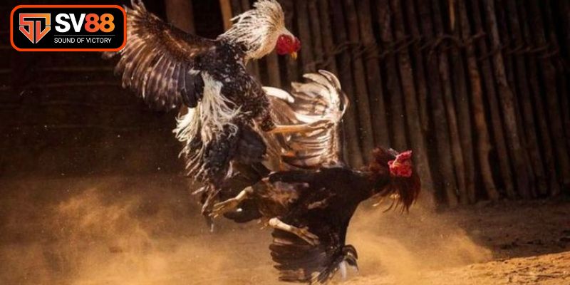 Khám phá lợi thế vượt trội từ trường đấu quốc tế